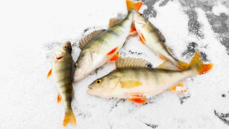 Great Ice Fishing Experience in Lapland - Final Thoughts: Is This Tour for You?