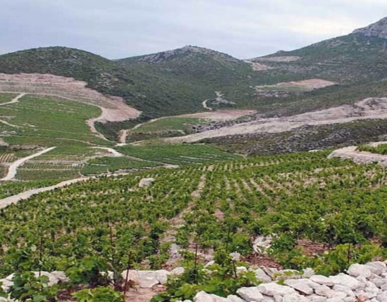 Group Tour From Dubrovnik: Ston and Peljesac Wineries Tour - Authentic Experiences and Traveler Feedback