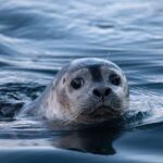 Grundarfjörður: Mt. Kirkjufell Daytime Kayaking Adventure - What’s Included and Practical Details