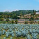 Guachimontones Archaeological Site & Tequila Town PRIVATE TOUR - FAQ