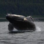 Guaranteed Whale Watching Adventure - The Experience: What You’ll Actually See
