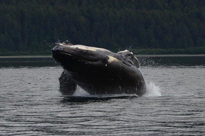 Guaranteed Whale Watching Adventure - The Experience: What You’ll Actually See