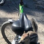Guided Bike Tour on Historical Kettle Valley Railway at Myra Canyon & Wine Tour - Is It Worth the Price?