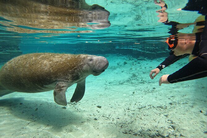 Guided Crystal River Manatee Snorkeling Tour - What Makes This Tour Special?