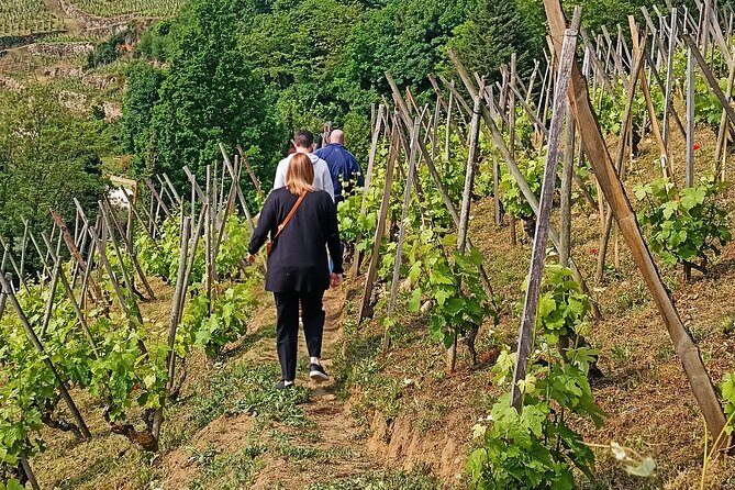 Guided Day Tour and Wine Tasting Northern Rhône Valley - Who Would Enjoy This Tour?