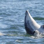 Guided Dolphin Watching in the Arrábida Natural Park - Authentic Experiences from Real Travelers