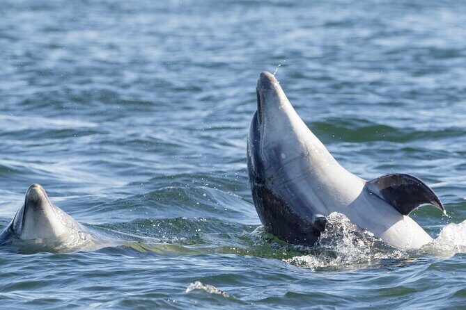 Guided Dolphin Watching in the Arrábida Natural Park - Authentic Experiences from Real Travelers