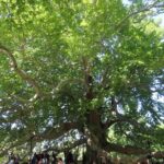 Guided Green Bursa Tour with Cable Car From Istanbul to Uludag - The Return Journey and Overall Duration