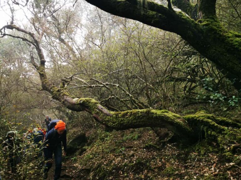 Guided Hike in Madeira - What Travelers Say