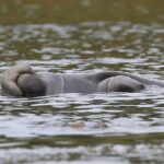 Guided Kayaking Manatee Tour near Orlando - Final Thoughts