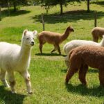 Guided Lilymoore Alpaca Farm Tour - Practical Tips for Visiting