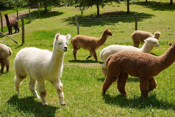 Guided Lilymoore Alpaca Farm Tour - Practical Tips for Visiting