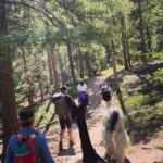 Guided Llama Hike in the Rocky Mountains - The Scenic Route and Environment
