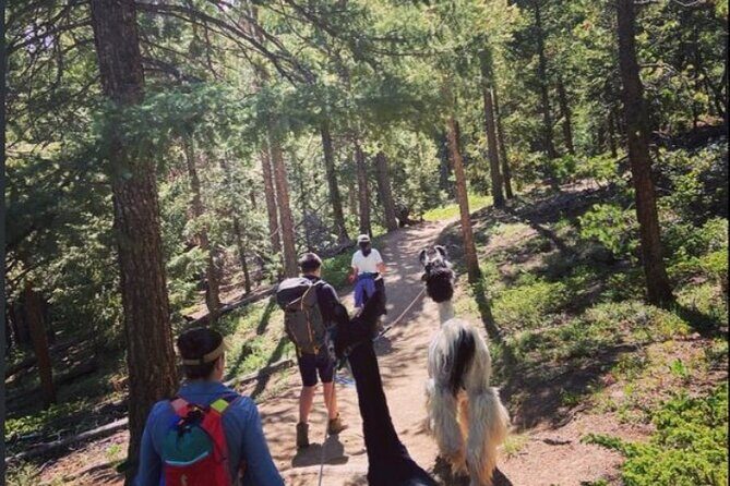 Guided Llama Hike in the Rocky Mountains - The Scenic Route and Environment