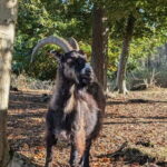 Guided Nature Tour: Pilgrims Way & Bigbury Fort - Who Will Love This Experience?