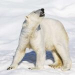 Guided Ranua Wildlife Zoo Tour with Lunch Buffet - Who Should Consider This Tour?