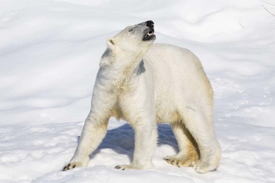 Guided Ranua Wildlife Zoo Tour with Lunch Buffet - Who Should Consider This Tour?