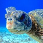 Guided Scuba Dive in Lahaina: Certified - An In-Depth Look at the Lahaina Scuba Experience