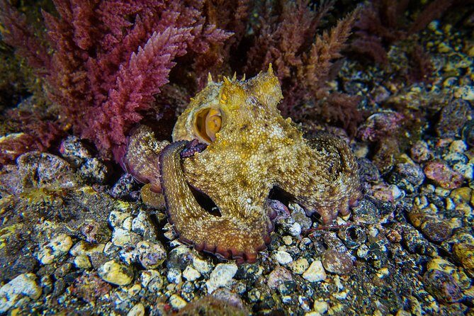 guided Scuba Diving on Tenerife (for certified divers) - What Makes This Tour Special?