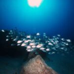 Guided Snorkeling Experience - The Experience for Different Travelers