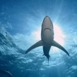 Guided Swimming Experience with Sharks in Portugal - Who Should Consider This Tour?
