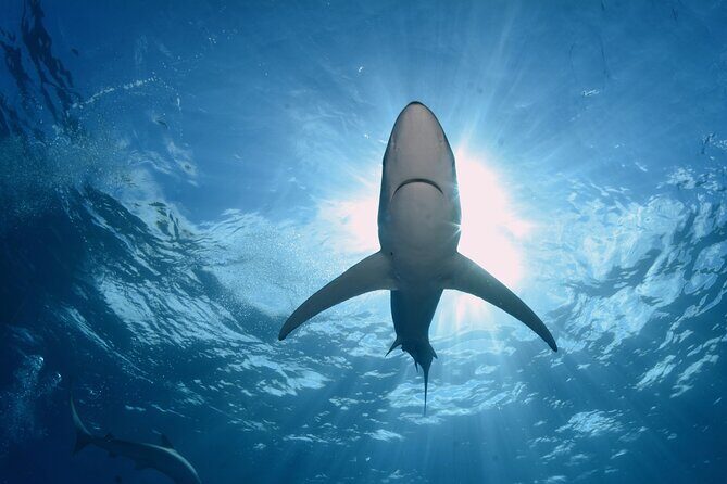 Guided Swimming Experience with Sharks in Portugal - Who Should Consider This Tour?