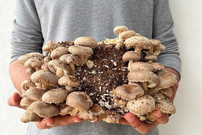 Guided tour and tasting in mushroom cultivation - Why It’s Worth the Price