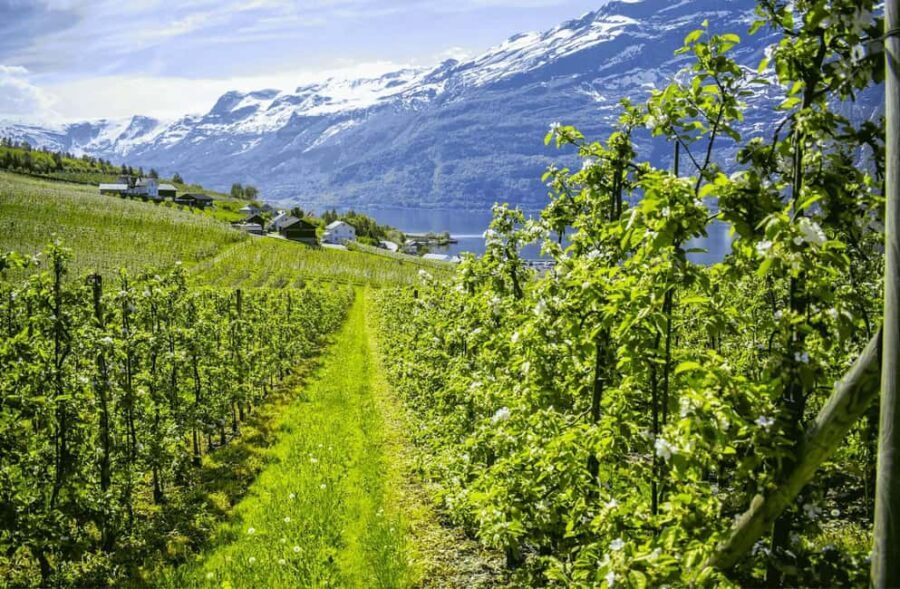 Guided tour: Hardangerfjord, Waterfalls and Ferry crossing - What You’ll Love Most