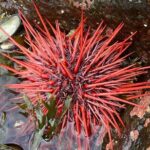 Guided Tour of Ketchikans Top Attractions - Who Is This Tour Best For?