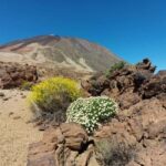 Guided tour of Roques de Garcia - Teide National Park - Who Should Book This Tour?