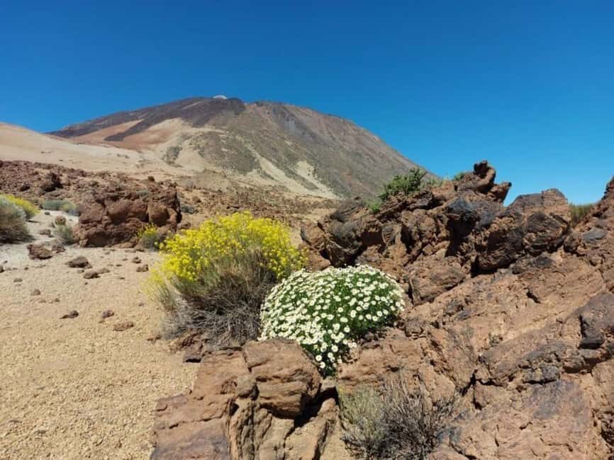 Guided tour of Roques de Garcia - Teide National Park - Who Should Book This Tour?
