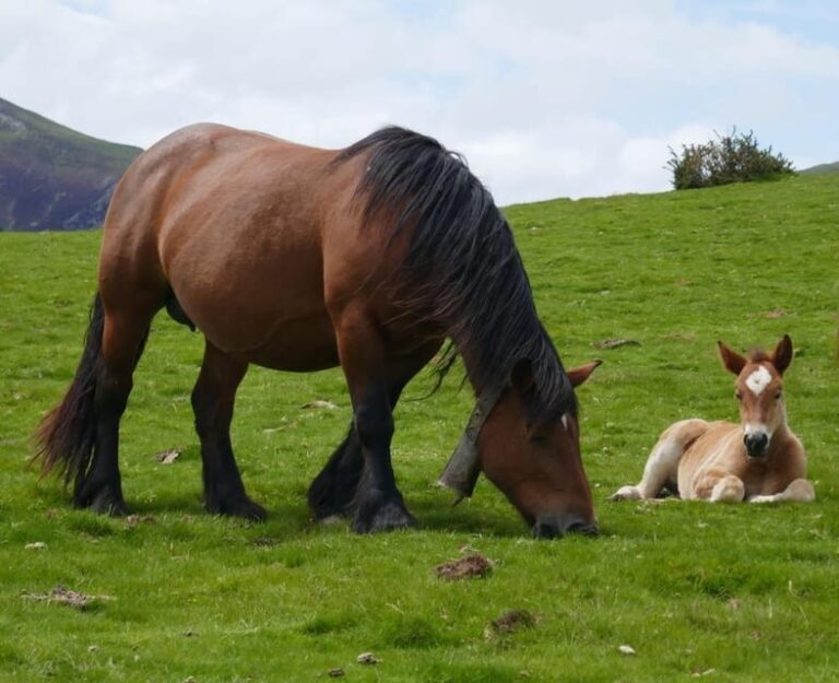 Guided tour of the 5 most beautiful towns in Basque Country - What Makes This Tour Stand Out?