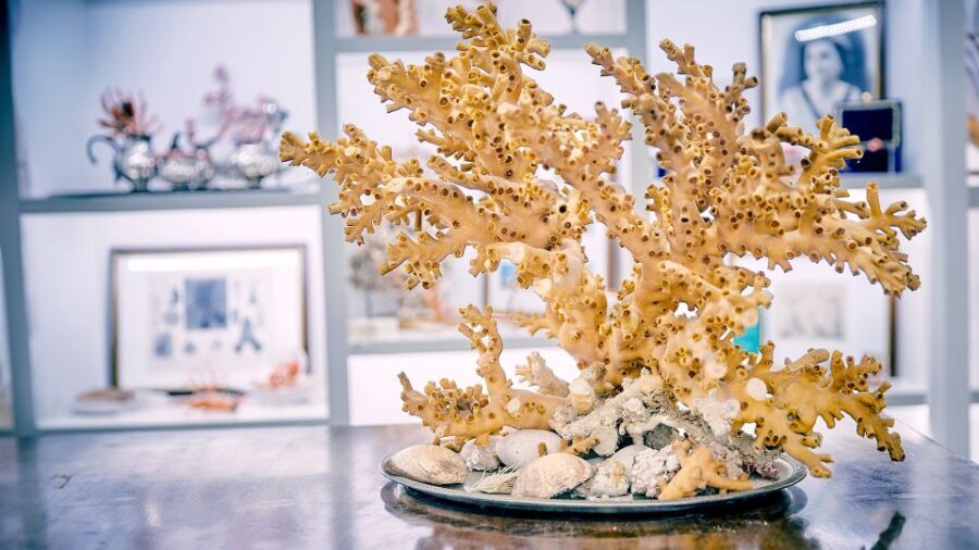 Guided tour of the coral museum in Sciacca - Who is this tour best suited for?