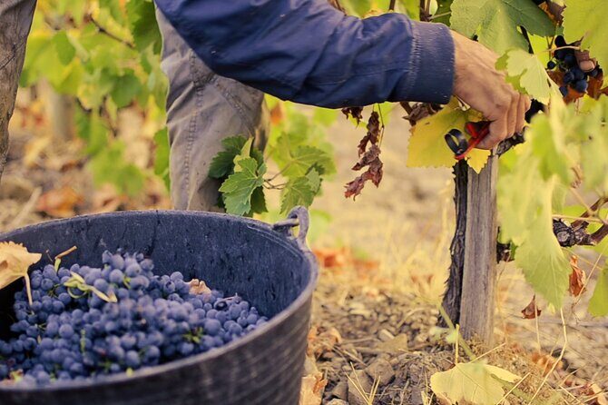 Guided tour with a winemaker: From the vine to the glass... - FAQ
