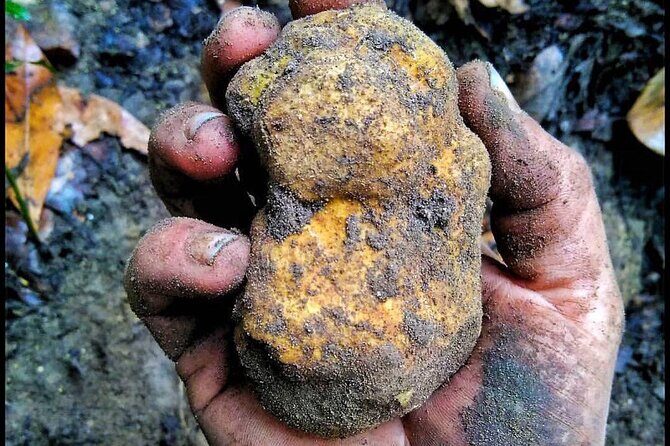 Guided Truffle Hunt in Torri in Sabina with Lunch - The Experience in Detail