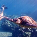 Guided Turtle Town Snorkeling Tour with Underwater Photos - The Snorkeling Itinerary: What Makes It Special