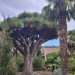 Guided walking tour in La Orotava 1:30 min, Tenerife - Practical Details and Tips