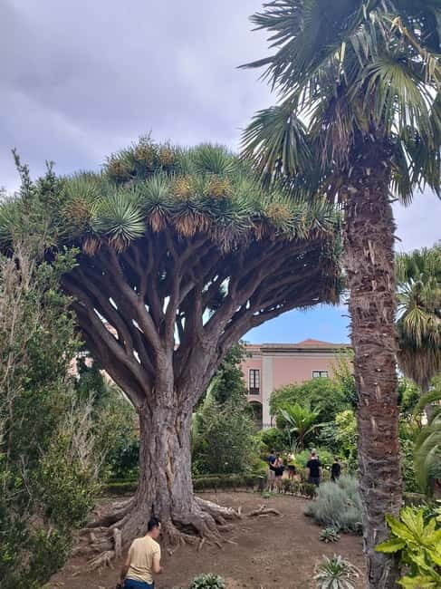 Guided walking tour in La Orotava 1:30 min, Tenerife - Practical Details and Tips