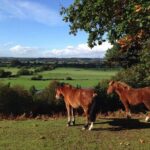 Guided Walking Tour of New Forest National Park in Hampshire - The Benefits of a Guided Small-Group Experience