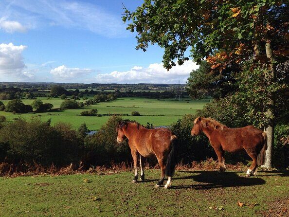 Guided Walking Tour of New Forest National Park in Hampshire - The Benefits of a Guided Small-Group Experience