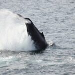 Guided Whale Watching Experience from Reykjavik - The Itinerary in Detail