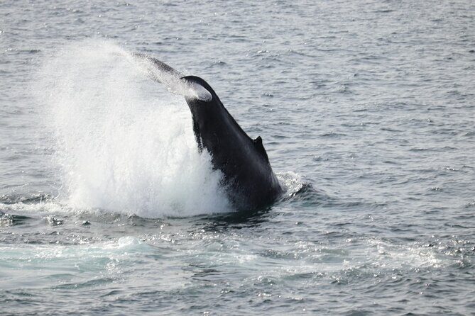 Guided Whale Watching Experience from Reykjavik - The Itinerary in Detail