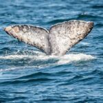 Guided Whale Watching Tour from Long Beach - The Marine Life & Sightings: What Are Your Chances?