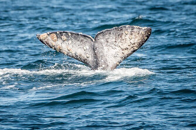 Guided Whale Watching Tour from Long Beach - The Marine Life & Sightings: What Are Your Chances?