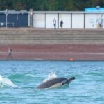 Guided Wildlife and Sea Cave Kayak Safari in English Riviera - Final Thoughts: Who Is This Tour Best For?