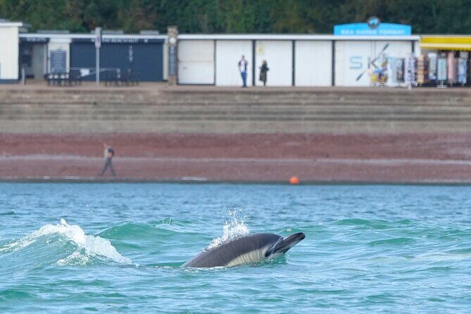 Guided Wildlife and Sea Cave Kayak Safari in English Riviera - Final Thoughts: Who Is This Tour Best For?