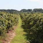 Guided Wine Tour through the Niagara Wine Trail - Who Will Love This Tour?