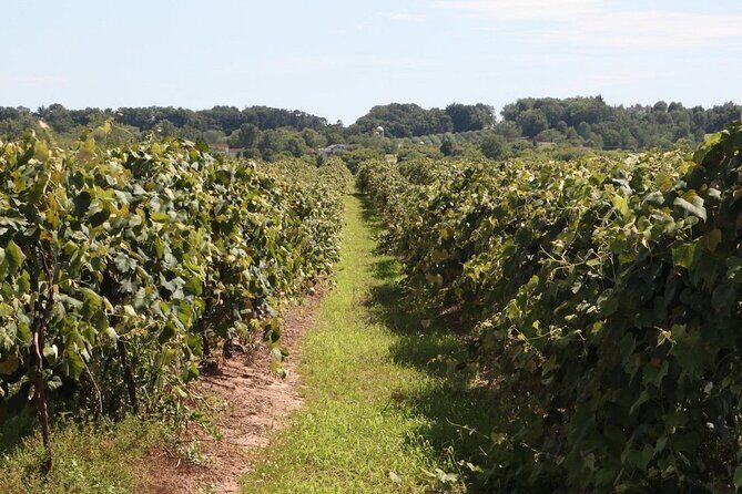Guided Wine Tour through the Niagara Wine Trail - Who Will Love This Tour?