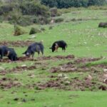 Gulf of Orosei: 4X4 tour between Mountains & Beaches - The Experience in Detail