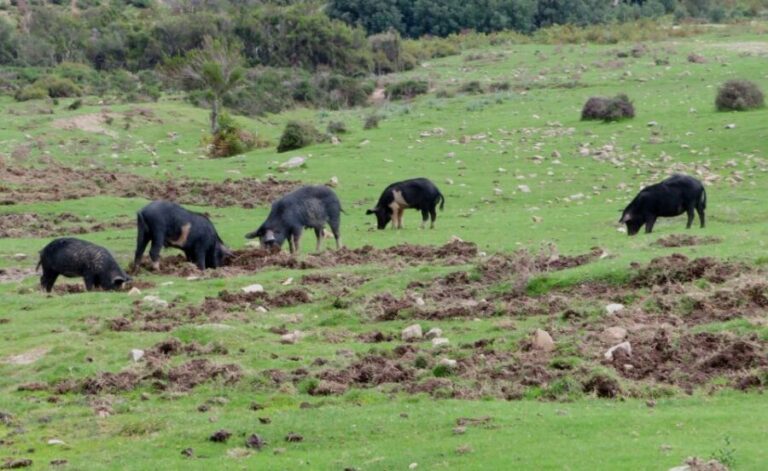 Gulf of Orosei: 4X4 tour between Mountains & Beaches - The Experience in Detail